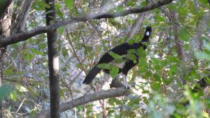 Pavo negro posado sobre un árbol en el bosque.