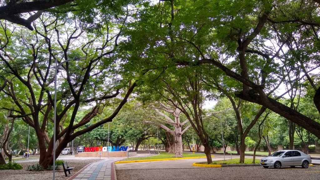 Paisaje de árboles en un parque urbano