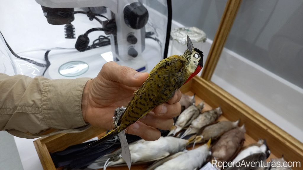 Pájaro carpintero preparado en taxidermia.