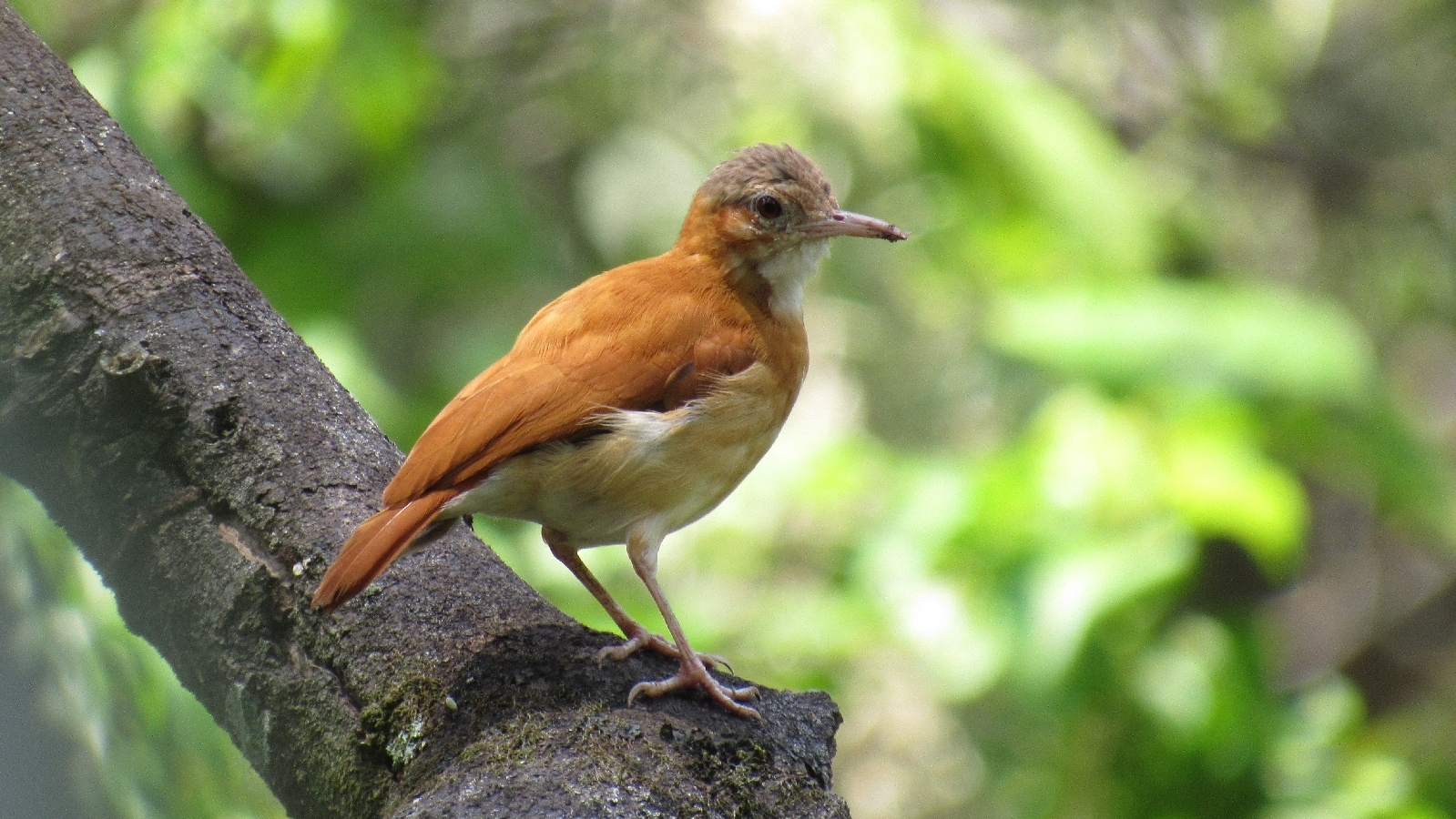Pájaro albañil posado sobre un árbol de Cacao en el bosque.