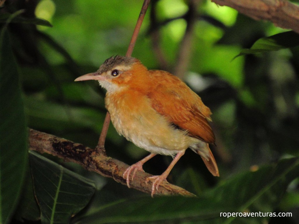 Pájaro albañil entre ramas y hojas del bosque.