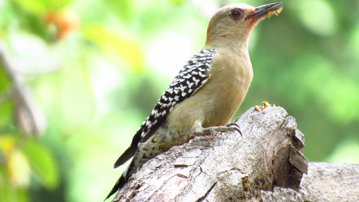 Pájaro carpintero posado sobre un tronco
