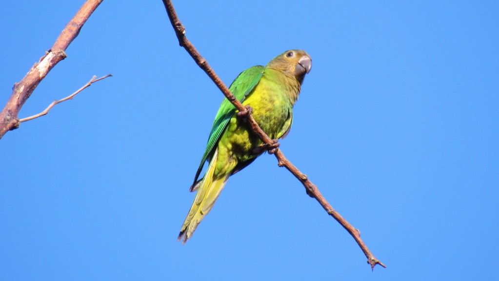 Cotorra posada en una rama delgada sin hojas con el cielo azul al fondo.