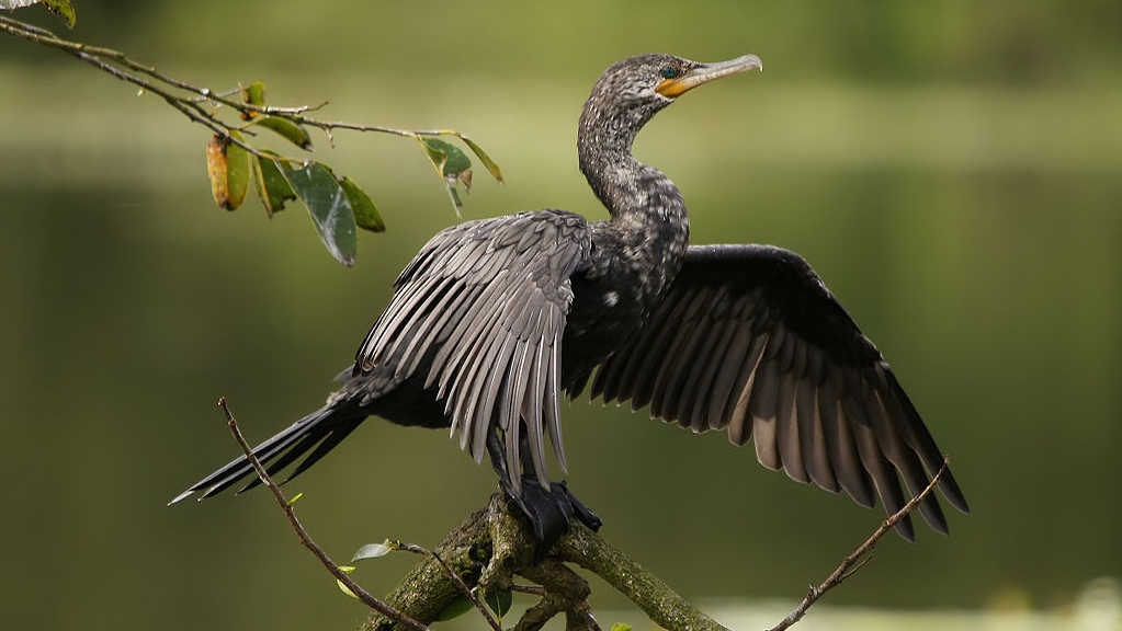 Cormorán extiende sus alas sobre el agua.