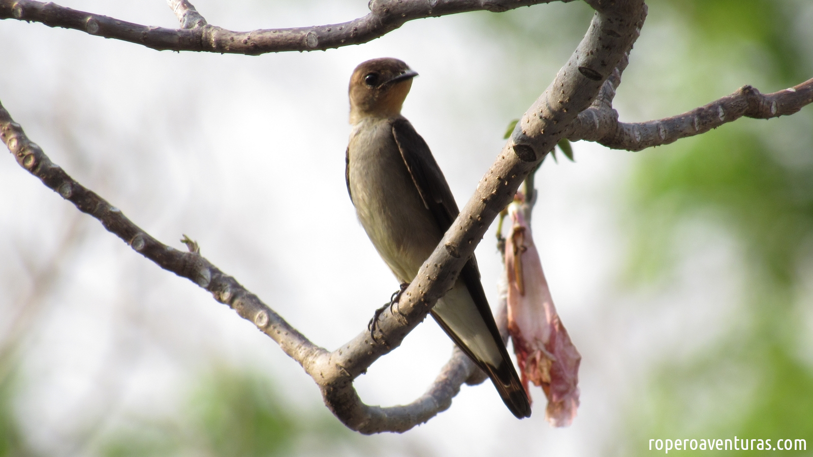 Un instante con la golondrina barranquera (Stelgidopteryx ruficollis)