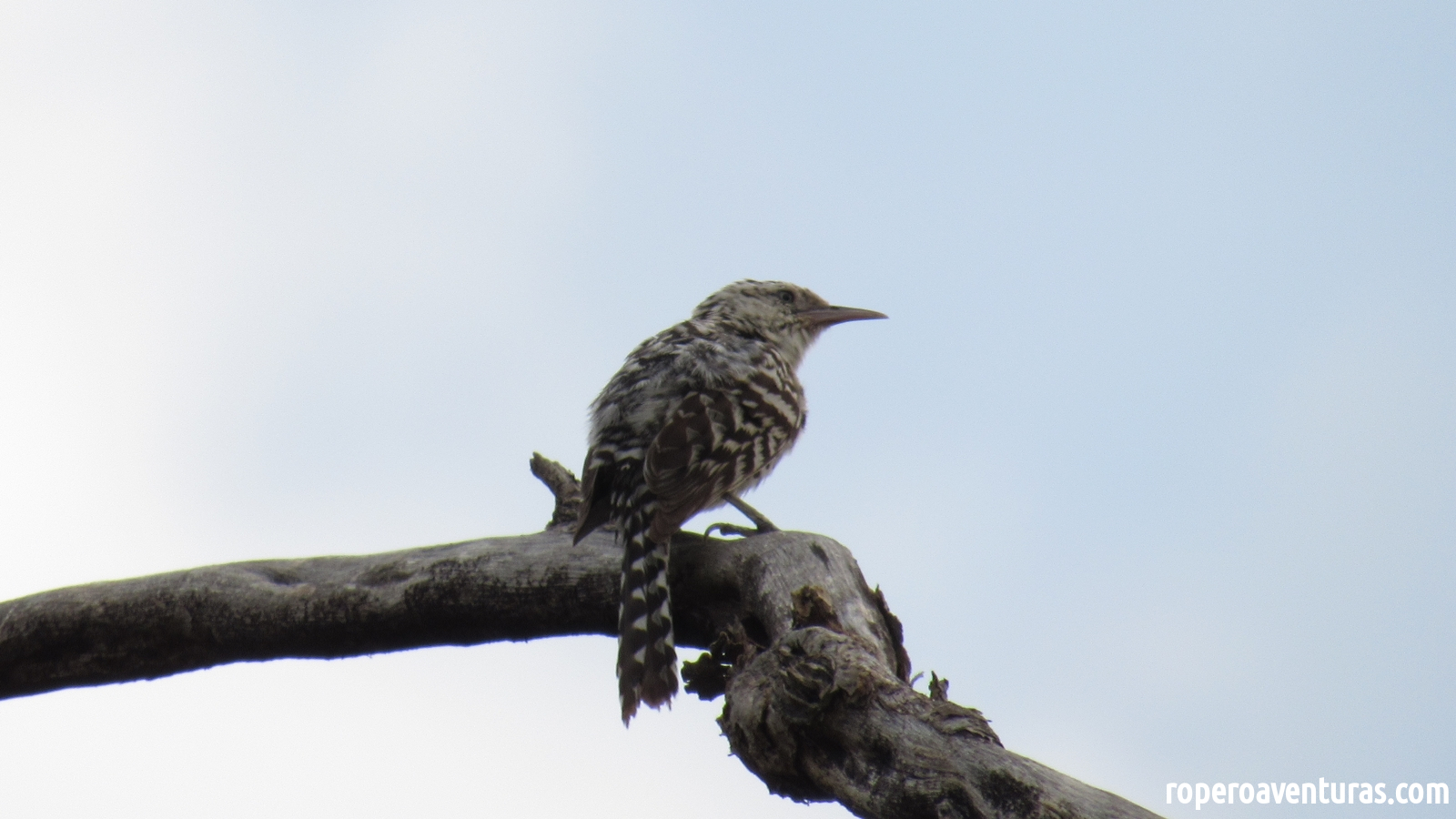 Pájaro cucarahero habado posado sobre una rama sin hojas con un cielo radiante.