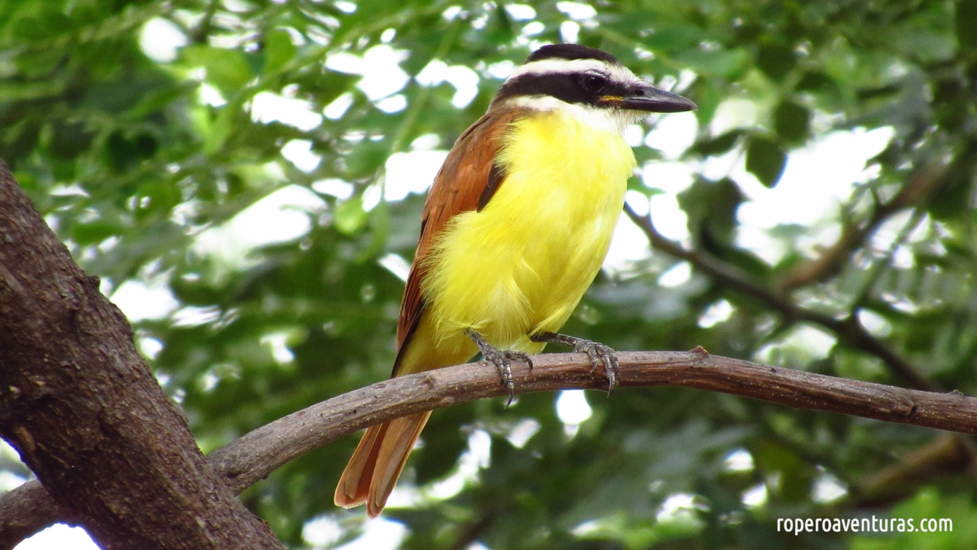 Un encuentro con el bichofué (Pitangus sulphuratus)