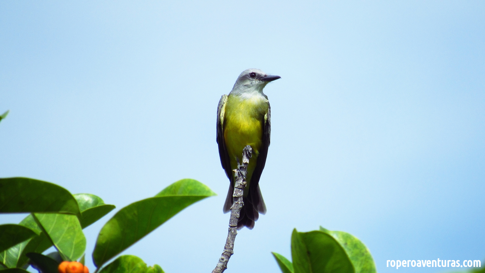 Conozcamos al sirirí común (Tyrannus melancholicus)