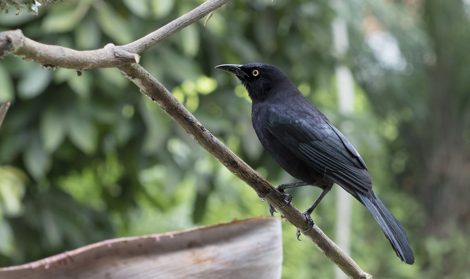 Aves de Colombia: la mariamulata llanera (Quiscalus lugubris)