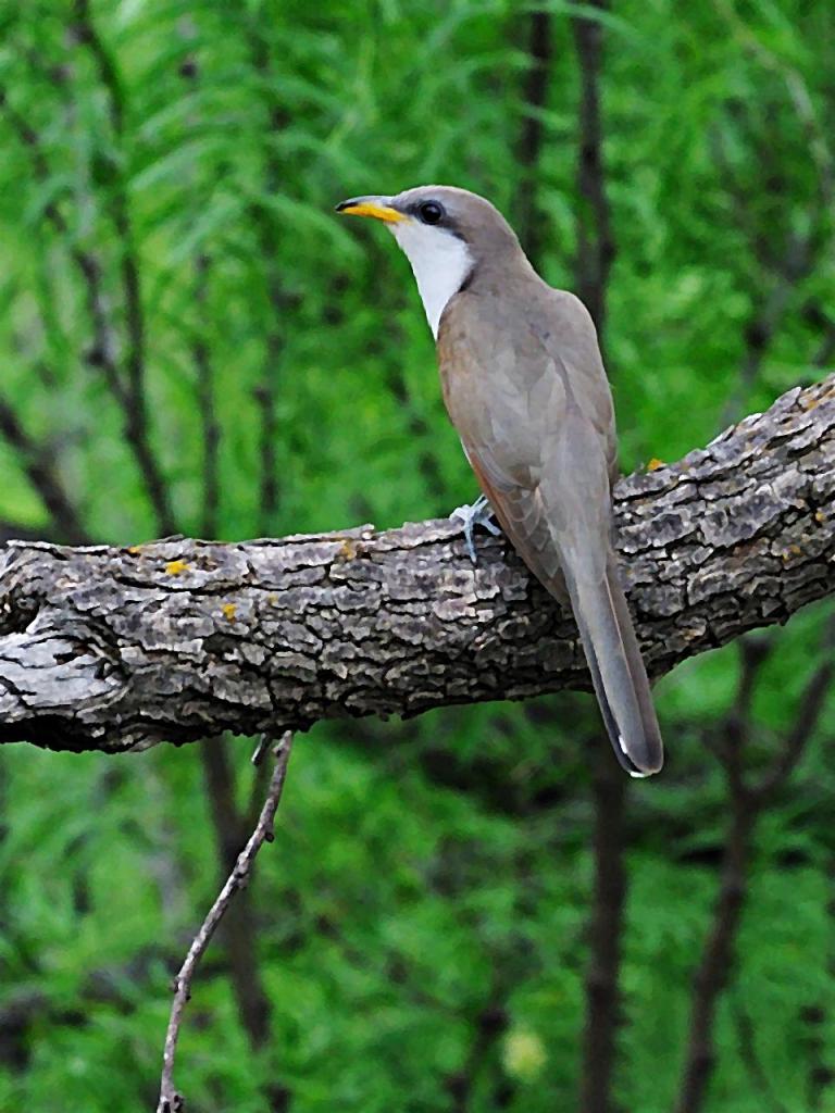 Pájaro cuclillo de colores gris y blanco con pico amarillo sobre una rama gruesa.