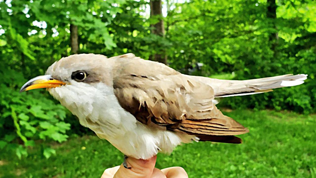 Conozcamos al cuclillo piquigualdo (Coccyzus americanus)