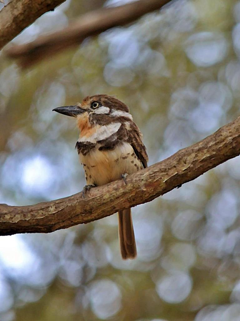 Pájaro bobo posado sobre una rama gruesa con follaje desenfocado al fondo.