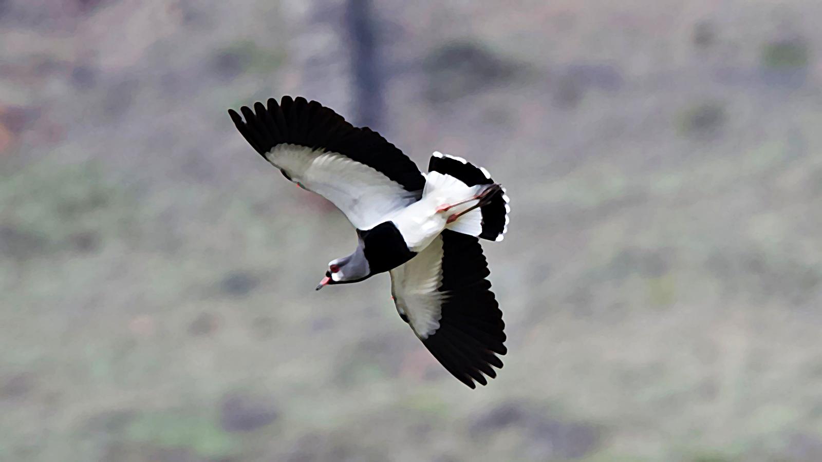 Un instante con la tanga o pellar común (Vanellus chilensis)