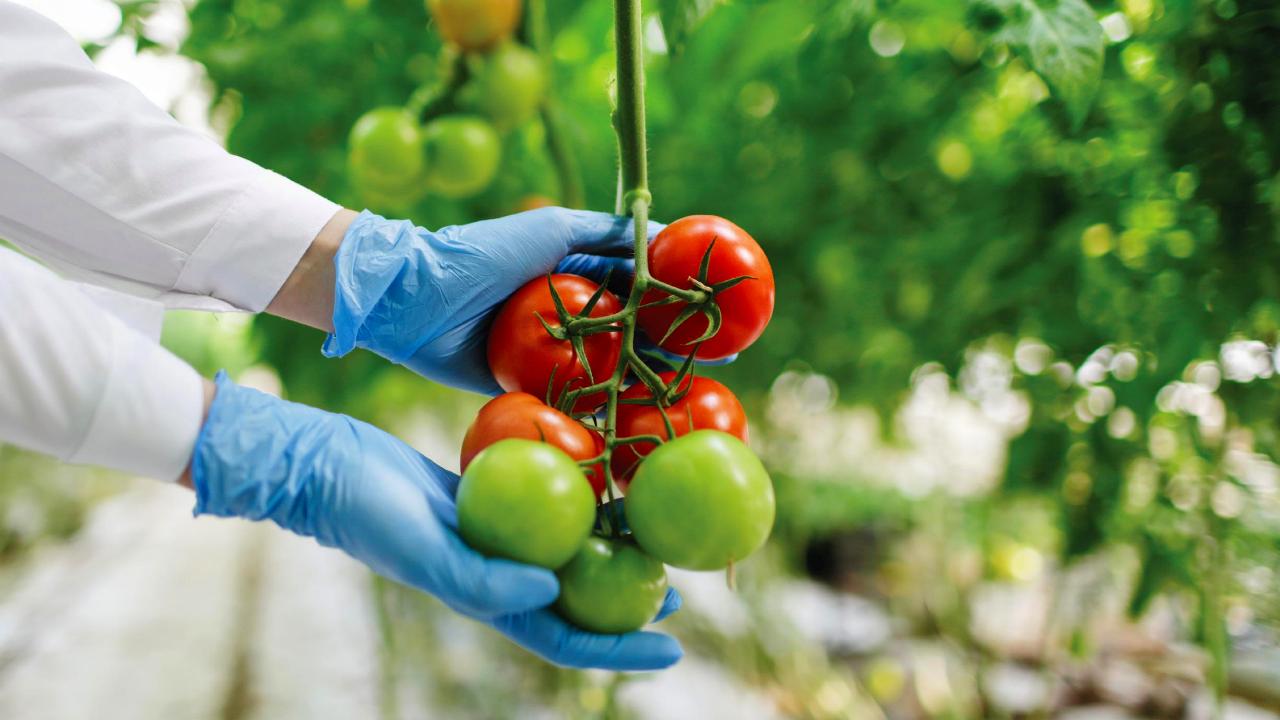 Aliados para la cosecha | Agroecología en acción