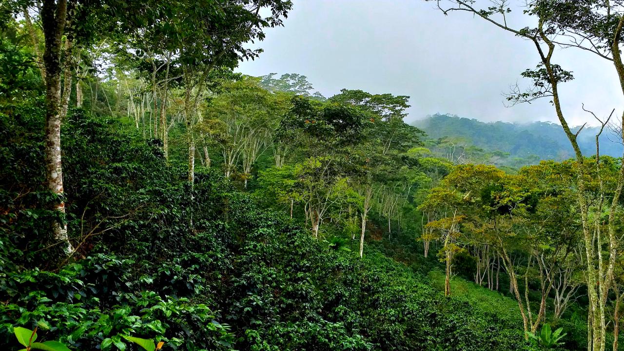 Cafés especiales de La Guajira II | Podcast