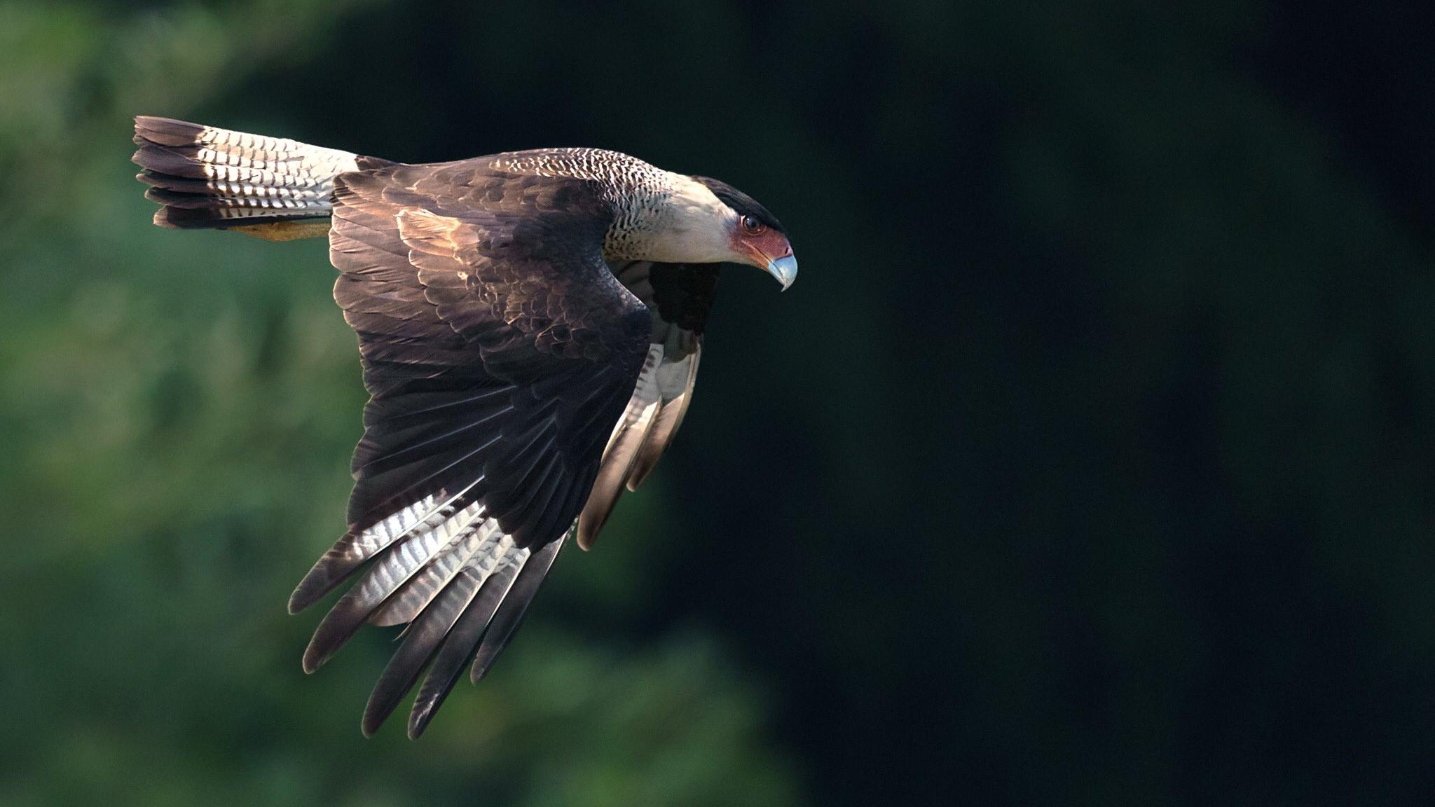 Un instante con el carrancho o guaraguaco (Caracara plancus)