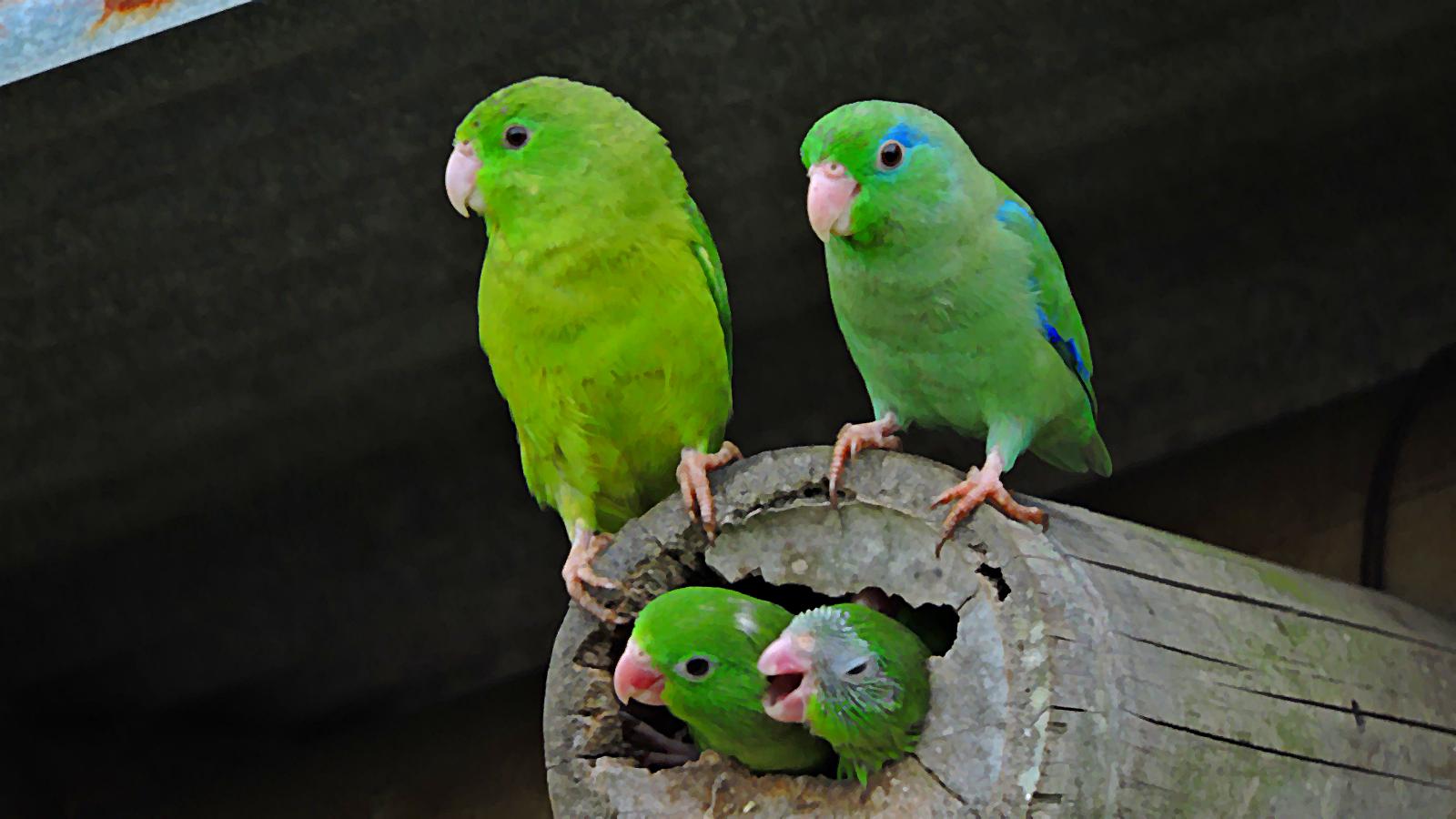 Aves de Colombia: el periquito de anteojos (Forpus conspicillatus)