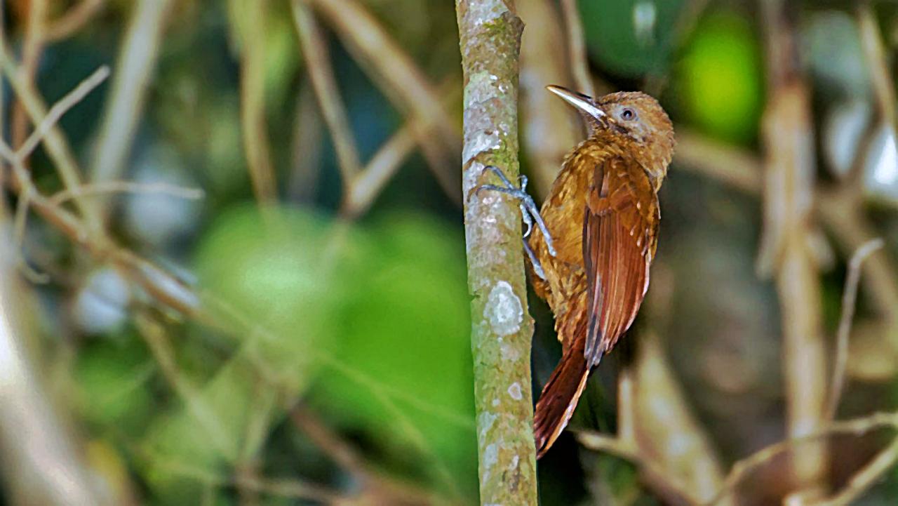 Una mirada al trepatroncos pardo (Dendrocincla fuliginosa)