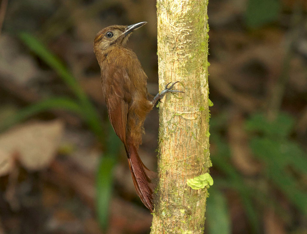 Pájaro trepatroncos, de color marrón, trepando un tronco delgado en el bosque.