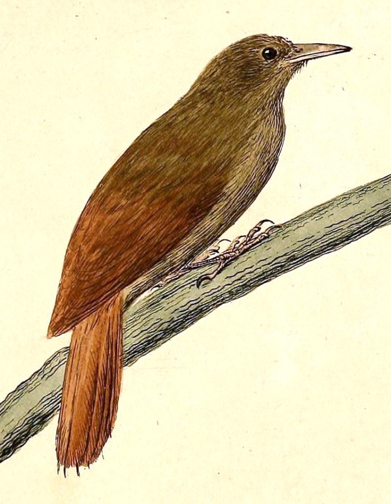 Ilustración de un pájaro trepatroncos por Heinrich von Kittlitz, año 1832.