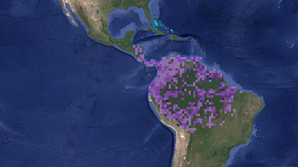 Mapa físico de la América tropical en el que se observa la distribución del pájaro trepatroncos.