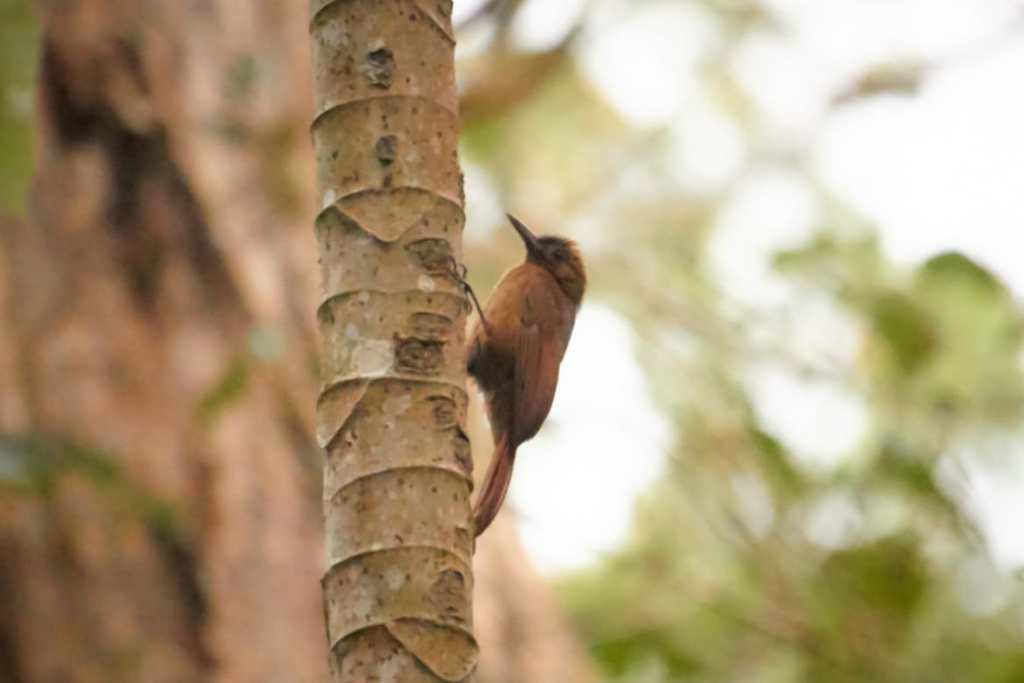 Pájaro trepatroncos pardo, trepando un tronco de guarumo en un bosque seco colombiano.