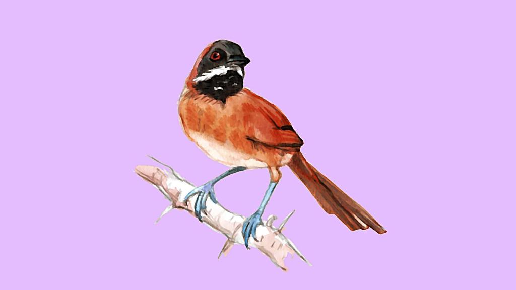 Ilustración a lápiz del pájaro chamicero.