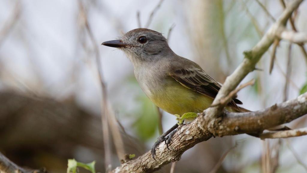Atrapamoscas perchado sobre una rama gruesa.