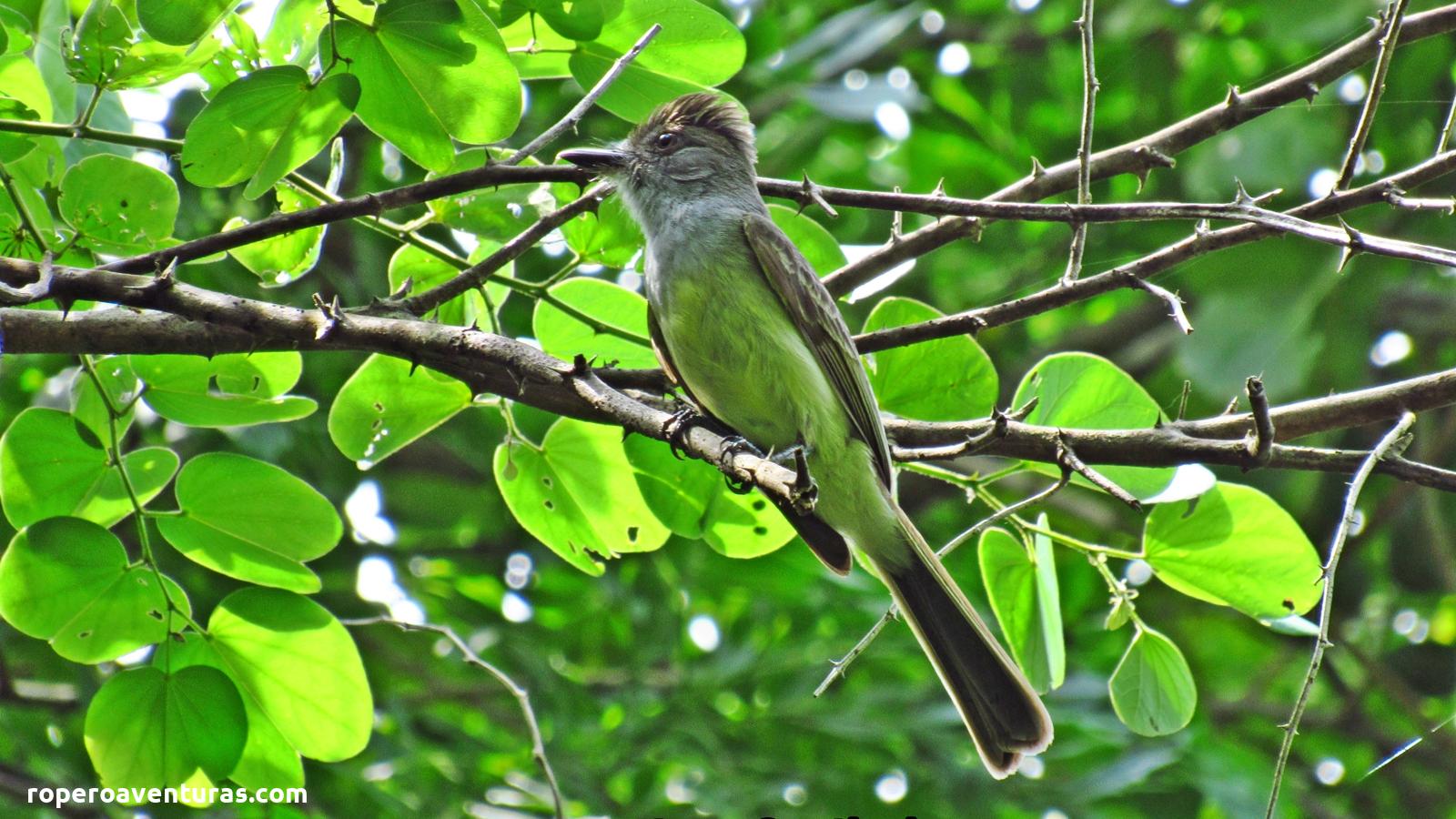 Conozcamos el atrapamoscas venezolano (Myiarchus venezuelensis)