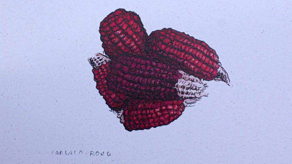 Dibujo de cinco mazorcas peladas de maíz cariaco morado.